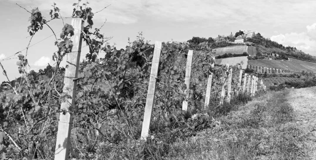 Tenuta Diavoletto | Consorzio Vini di Romagna
